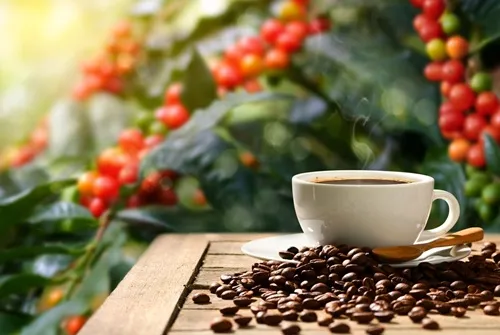 قهوه عربیکا گواتمالا
