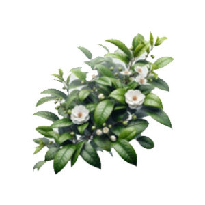 چای و دمنوش